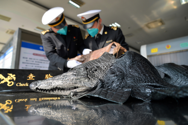 南京海关查获国家一级保护动物暹罗鳄整皮